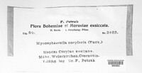 Mycosphaerella punctiformis image